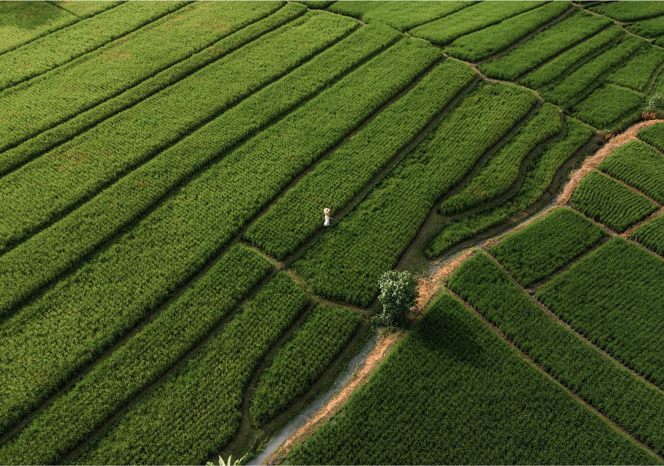 Green field